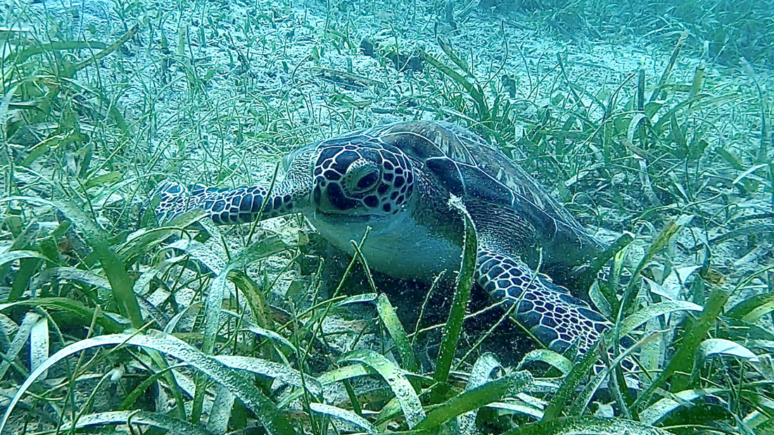 Snorkeling Tour in Vieques - Swimming with Squirt