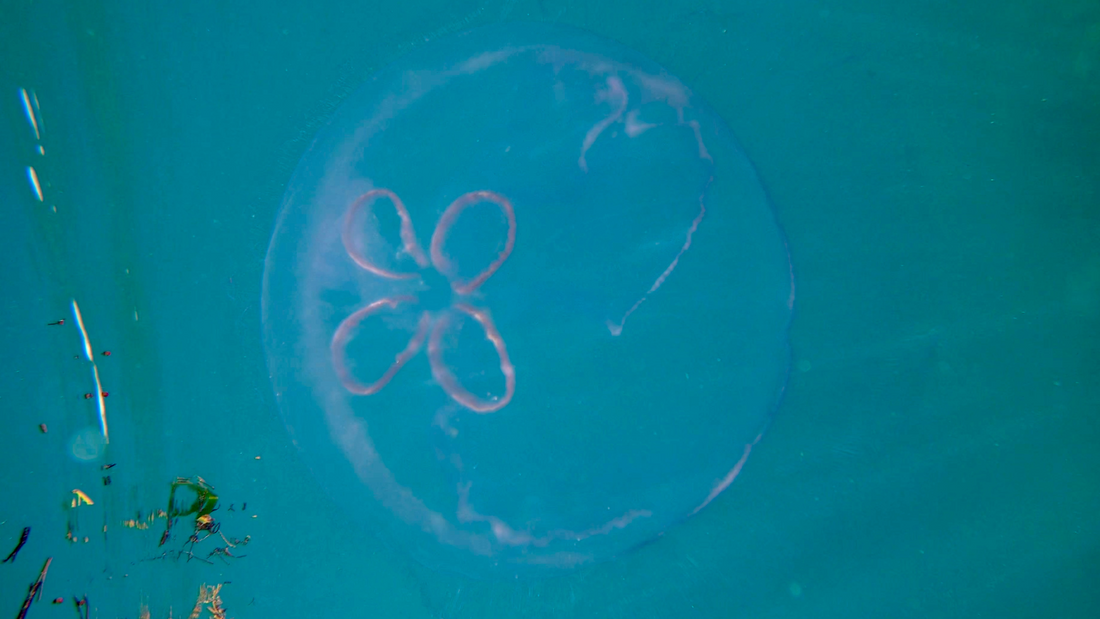 Jellyfish in Vieques, Puerto Rico