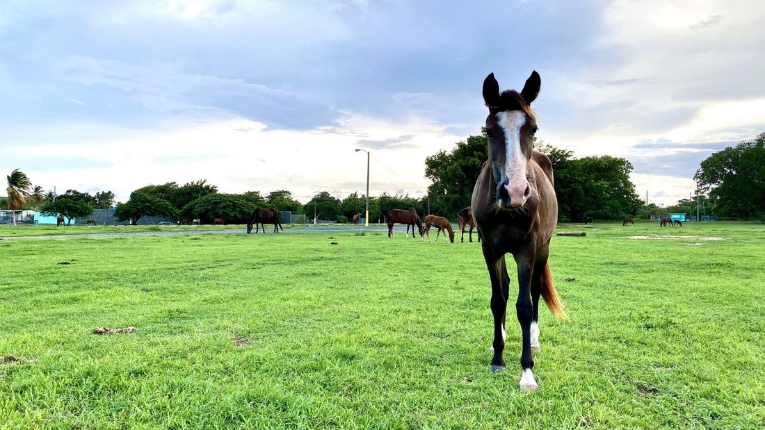 Where do all the wild horses go during a storm?